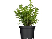 Zimostráz v květináči Zimostráz v květináči