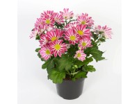 Listopadka (Chrysanthemum indicum) Sollinea, růžová, 25 cm, pr. kv. cca 12 cm Listopadka (Chrysanthemum indicum) Sollinea, růžová, 25 cm, pr. kv. cca 12 cm