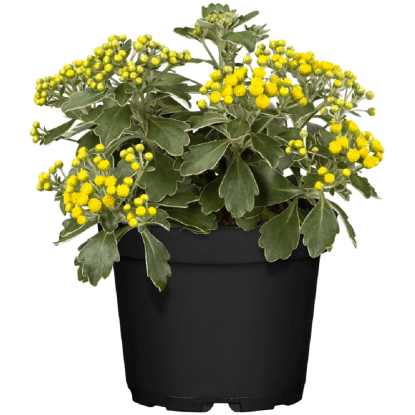 Ajanka pacifická, prům. květináče cca 12 cm