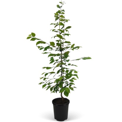 Landgard Habr obecný (Carpinus betulus) výška 80-100 cm, 3 l, 50 ks