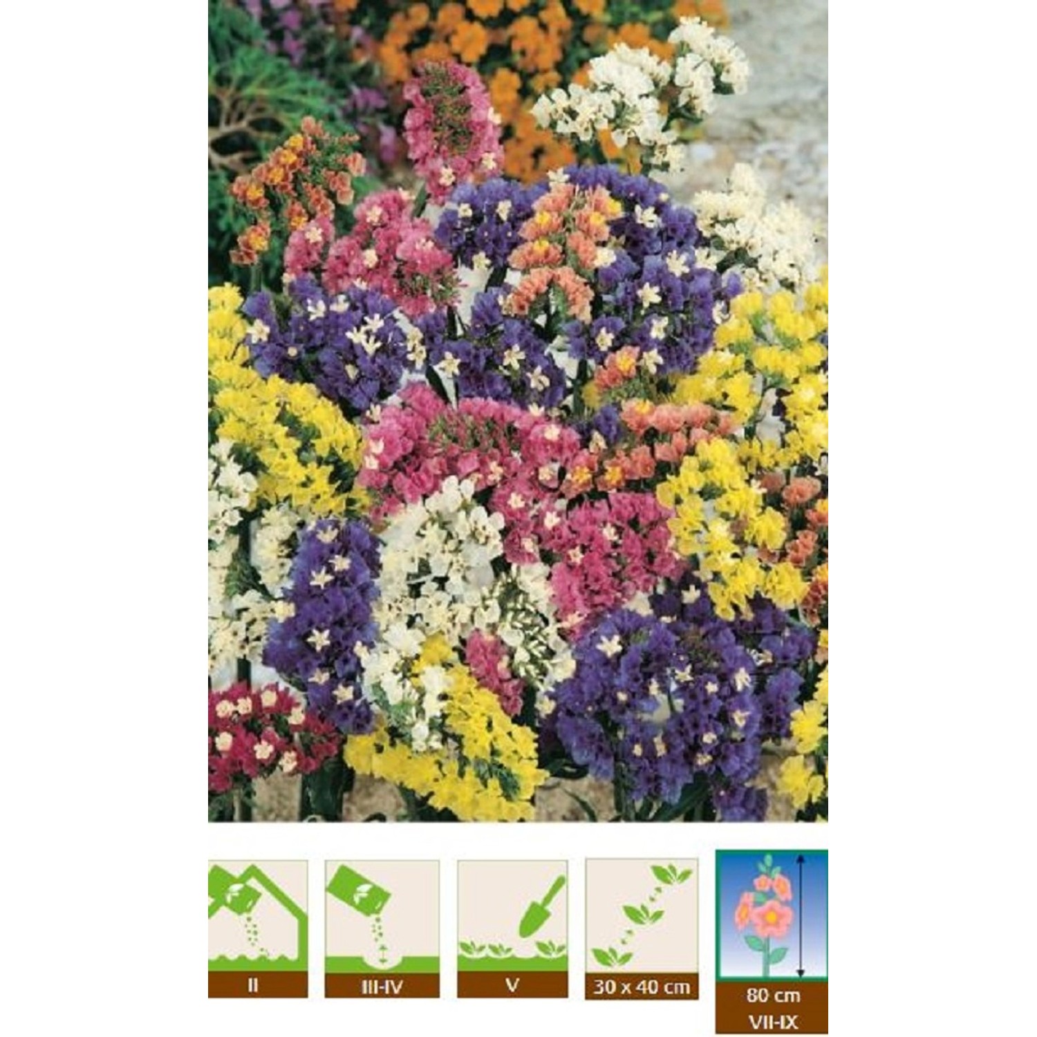 GardenSeed Premium Semínka Limonka směs barev 0,3 g