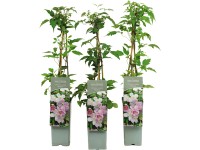 Plamének horský (Clematis montana) 