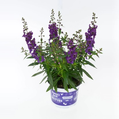 Royal Lemkes Angelonie (Angelonia hybrid) "Summer Survivors" cca pr. 12 cm