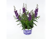 Royal Lemkes Angelonie (Angelonia hybrid) 