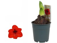 Hvězdník (Hippeastrum hybride), červená, pr. 12 cm Hvězdník (Hippeastrum hybride), červená, pr. 12 cm