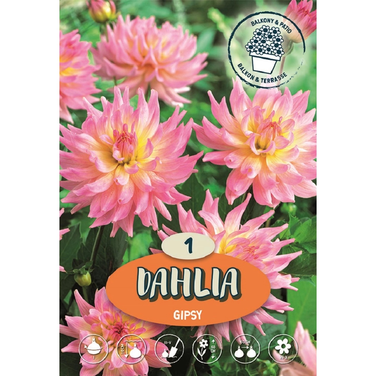 Jiřiny Gipsy lososová - růžová