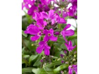 OBI Huseník brvolistý růžovočervený pr. květináče cca 13 cm