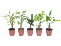 Mini zelená rostlina různé druhy pr. květináče cca 5 cm Mini zelená rostlina různé druhy pr. květináče cca 5 cm