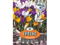 Krokus jarní Krokus jarní