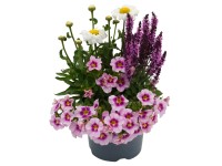 Q-Flower Aranžmá mix rostlin v květináči výška cca 50-70 cm