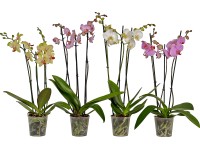 Orchidej motýlokvětá se 3 výhony pr. květináče cca 12 cm