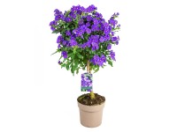 GROW by OBI Hořcový stromek (Solanum rantonetti) kmínek, 60 cm, pr. kv. 17 cm