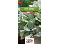 Semínka Šalvěj lékařská (Salvia officinalis) Semínka Šalvěj lékařská (Salvia officinalis)