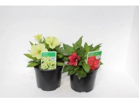 CZ-Flora Petúnie (Petunia) různé druhy pr. cca 11 cm