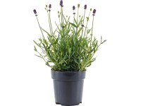 Royal Lemkes Levandule lékařská (Levandula angustifolia)Anouk Viva Felice 10cm Royal Lemkes Levandule lékařská (Levandula angustifolia)Anouk Viva Felice 10cm