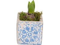 Jarní aranžmá s hyacintem průměr květináče cca 10 cm