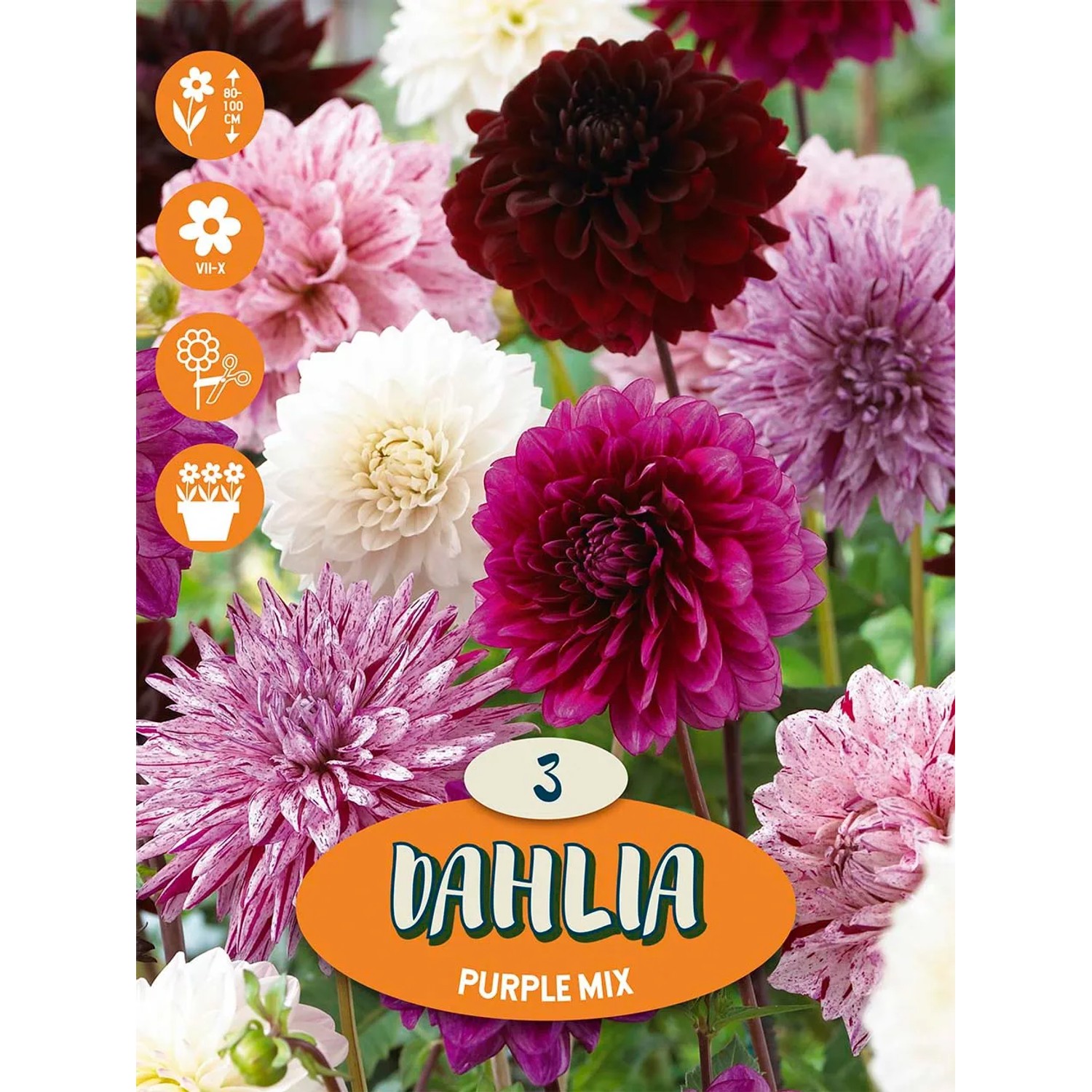 Jiřiny "Purpurová směs"