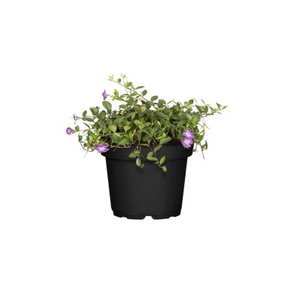 Landgard Barvínek menší (Vinca minor) pr. cca 9 cm