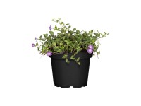 Landgard Barvínek menší (Vinca minor) pr. cca 9 cm