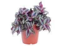 GROW by OBI Tradeskancie průměr květináče cca 12 cm GROW by OBI Tradeskancie průměr květináče cca 12 cm