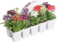 Royal Lemkes Sporýš klasnatý (Verbena bonariensis) 10-pack Royal Lemkes Sporýš klasnatý (Verbena bonariensis) 10-pack