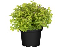 OBI Tavolník (Spiraea) 