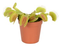 Mucholapka podivná mix, pr. květináče cca 6 cm