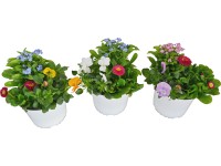 OBI Spring Deluxe jarní rostliny různé odrůdy průměr květináče cca 14 cm