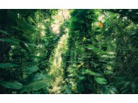 Komar Vliesová fototapeta Zelené listy, 450 x 280 cm