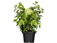 Hortenzie latnatá Limelight bílá Hortenzie latnatá Limelight bílá