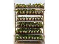 MONTANO Směs bylinek různé druhy pr. cca 11 cm