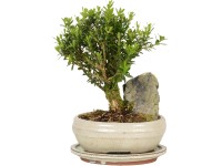 Bonsai s dekoračním kamenem průměr květináče cca 21 cm