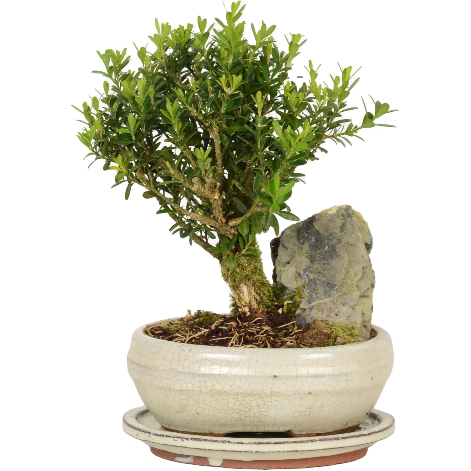 lego bonsai beleuchtung anleitung LED-Kit LEGO® Japanischer Rotahorn-Bonsai #10348 – Bright My Bricks main image 1