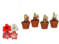 Hvězdník (Hippeastrum hybride) v hliněném kv., různé druhy, pr. 15 cm