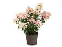 Hortenzie metlinatá (hydrangea paniculata) Magical Fire Hortenzie metlinatá (hydrangea paniculata) Magical Fire