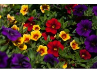 Petúnie průměr květináče cca 11 cm Petúnie průměr květináče cca 11 cm