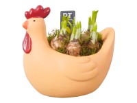 Aranžmá narcisů v květináči ve tvaru slepice, 2 barvy, pr. kv. cca 21 cm