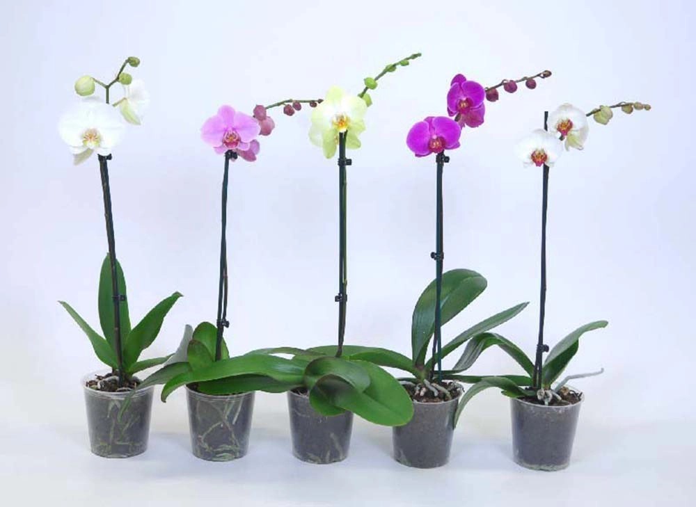 Orchidej Koupit