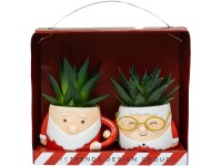 Dva sukulenty ve vánočním květináči, pr. 6 cm Dva sukulenty ve vánočním květináči, pr. 6 cm