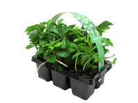 Pachysandra klasnatá, balení po 6 ks průměr květináče: přibl. 7 cm Pachysandra t