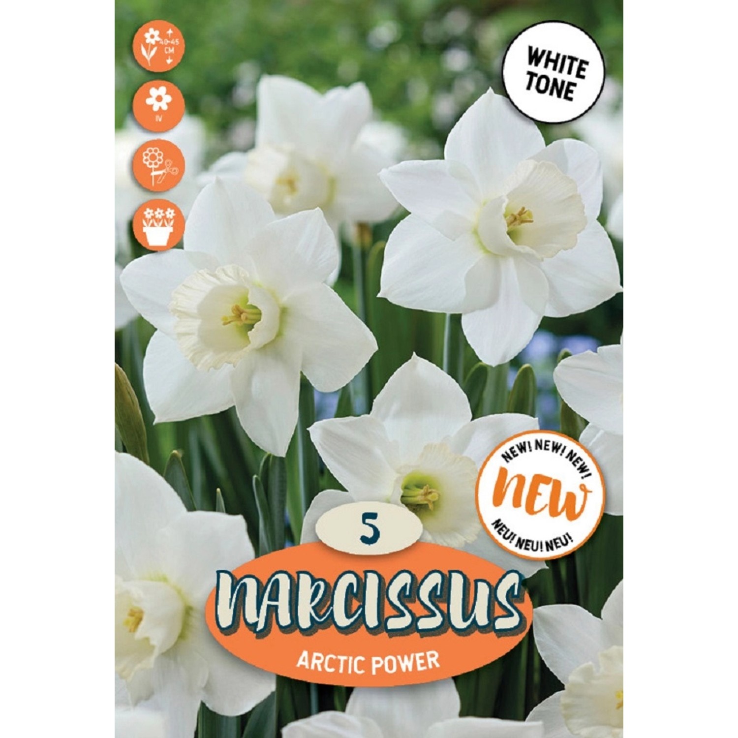 Royal De Ree Holland Květinové cibulky Narcis Arctic Power