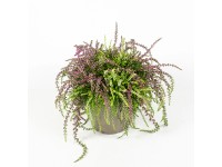 Q-Flower Vřes obecný (Calluna vulgaris) 