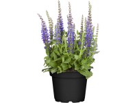 OBI Šalvěj hajní fialová OBI Šalvěj hajní fialová