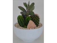 Miska osázená kaktusy průměr květináče cca 15 cm