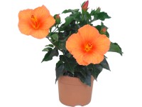 Ibišek čínská růže Apollo (Hibiscus rosa-sinensis), výška 30-40 cm, pr.kv. 13 cm