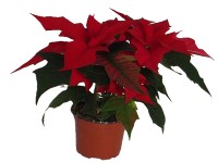 MONTANO Pryšec nádherný 