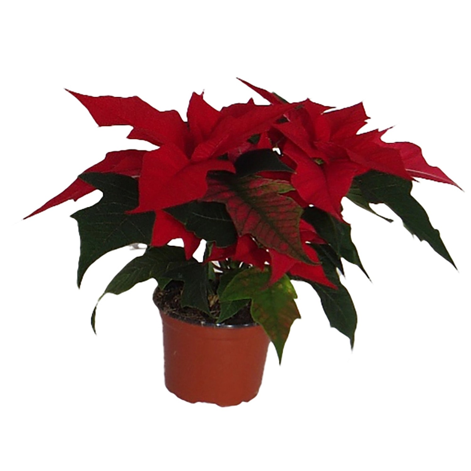 MONTANO Pryšec nádherný "Vánoční hvězda" (Poinsettia) mix barev pr. 9 cm