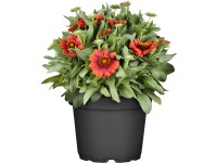 OBI Kokarda osinatá průměr květináče cca 19 cm Gaillardia