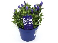 Q-Flower Hořec drsný (Gentiana scaraba) 