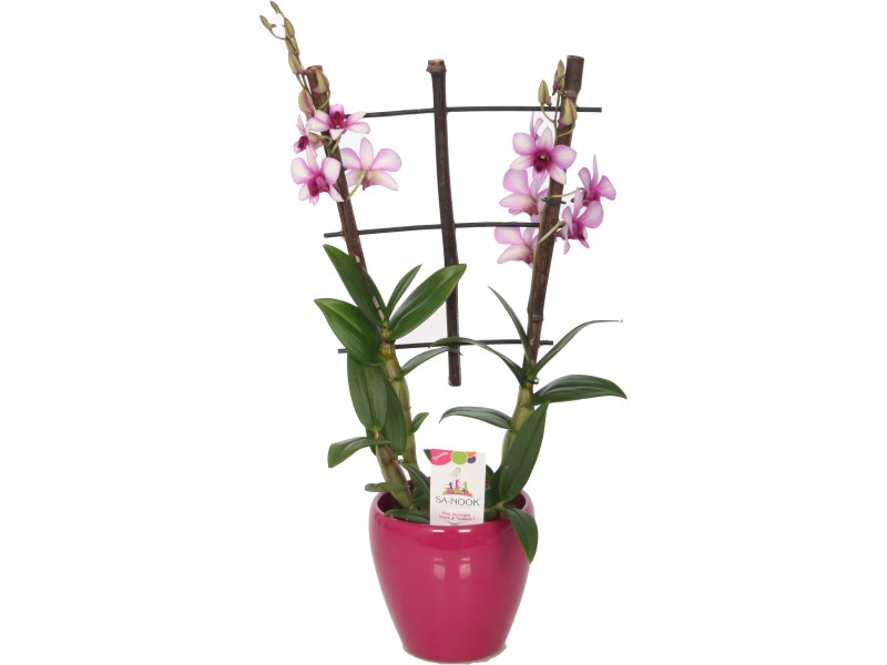 Orchidej Sa Nook